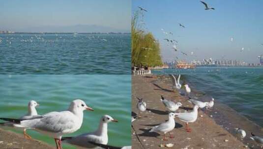 实拍云南昆明滇池飞翔海鸥-全景特写高清在线视频素材下载