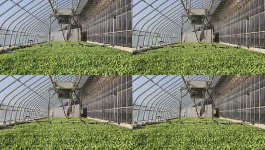 自动化农业大棚  喷淋 育苗高清在线视频素材下载
