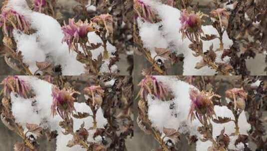 冬天的白雪视频高清在线视频素材下载