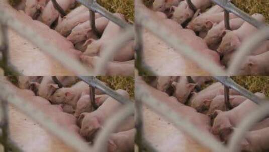 养猪场猪饲料养猪场高清在线视频素材下载