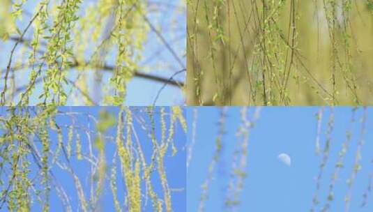 春天柳树发芽嫩叶随风空镜合集高清在线视频素材下载
