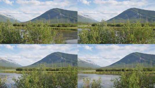 平移拍摄湖边的花草和风景高清在线视频素材下载