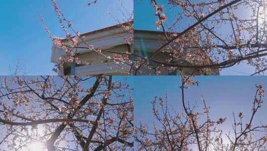 桃花桃枝春天视频素材空镜高清在线视频素材下载