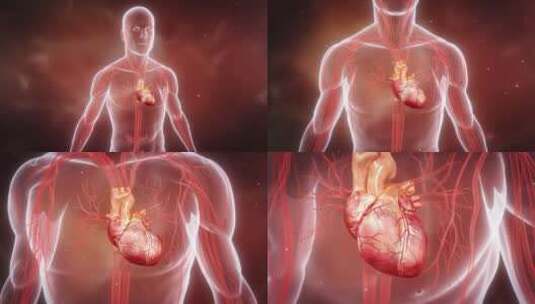 人体心跳器官跳动三维动画特写高清在线视频素材下载