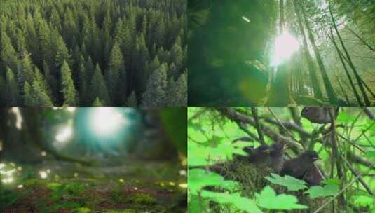 森林中奔腾的河流 视频合集高清在线视频素材下载