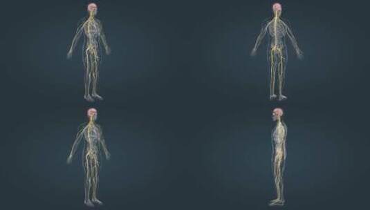 神经系统医学动画高清在线视频素材下载