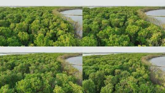 航怕福建漳州九龙江生态系统红树林湿地高清在线视频素材下载