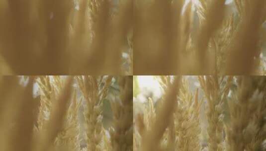 小麦的特写镜头高清在线视频素材下载