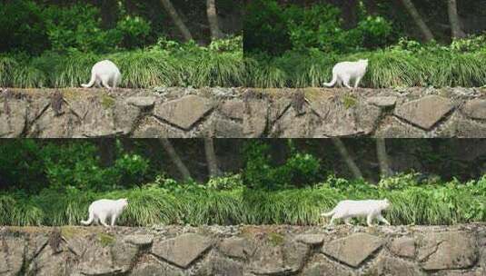 草丛中的白色小野猫高清在线视频素材下载
