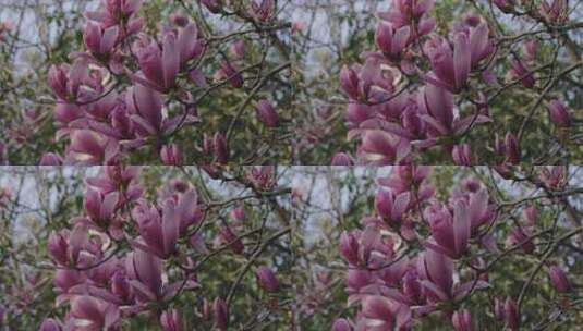 春天的花 治愈植物 拍出电影感高清在线视频素材下载