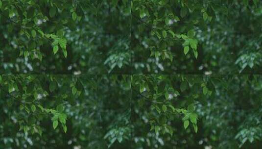 树木绿叶下雨雨景高清在线视频素材下载