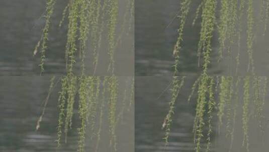 春天湖边的柳树剪影高清在线视频素材下载