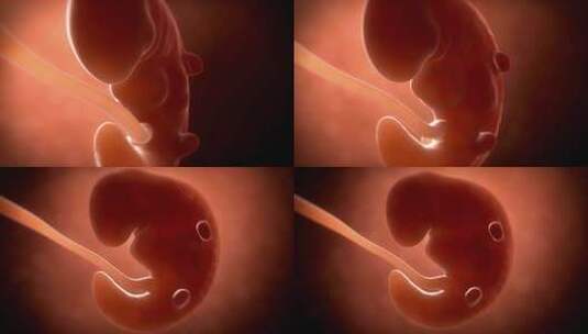 人类胚胎在子宫内发育成形高清在线视频素材下载