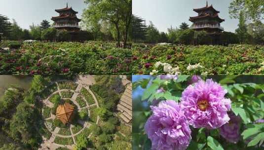 洛阳王城公园牡丹花高清在线视频素材下载