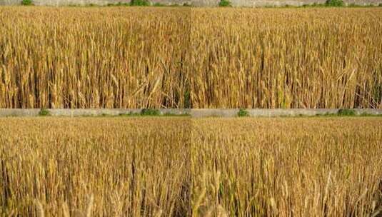 小麦麦田丰收农业粮食粮仓麦子麦粒播种种子高清在线视频素材下载