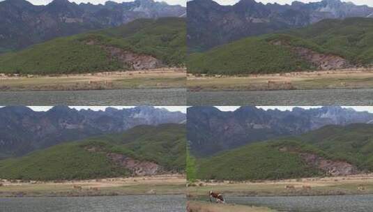 高山下沿着河岸行走的牛群高清在线视频素材下载
