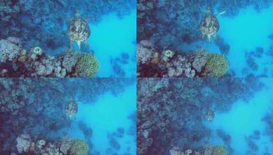 海龟潜水高清在线视频素材下载