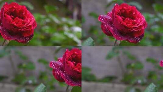 一株覆盖着露珠的红色玫瑰花特写高清在线视频素材下载