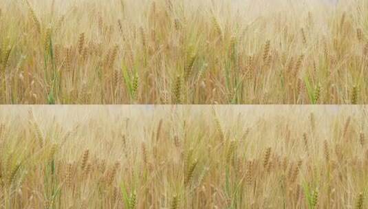 【精品】青稞小麦麦子稻田农作物特写高清在线视频素材下载