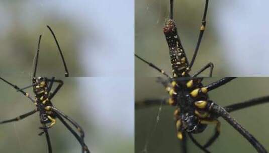 h蛛网和蜘蛛高清在线视频素材下载