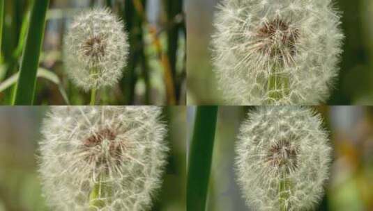 花草蒲公英高清在线视频素材下载