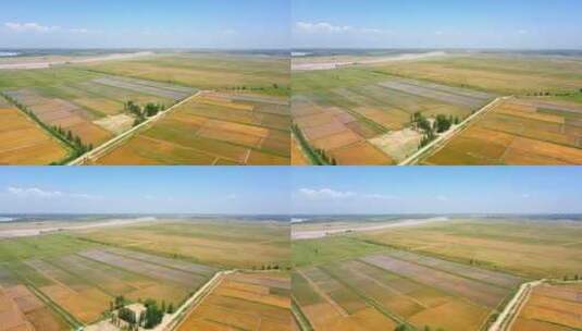 春季黄河岸边稻田农业高清在线视频素材下载