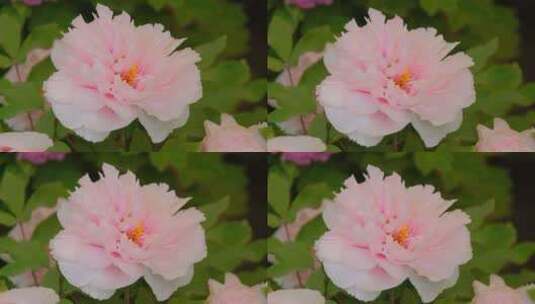 洛阳牡丹文化节王城公园盛开的牡丹花高清在线视频素材下载