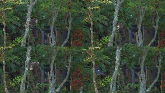 南非森林阴凉处，雄性罗嘴织布鸟在树枝间跳跃高清在线视频素材下载