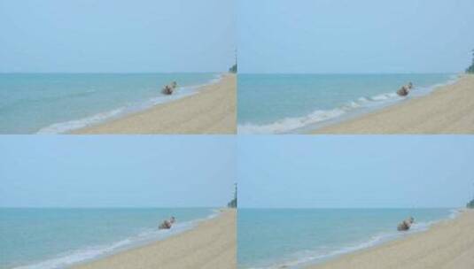 海边椰树沙滩 海滨公园 海南三亚高清在线视频素材下载