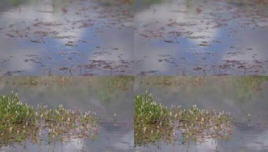 A1拉鲁湿地、雨落湖面、固定镜头高清在线视频素材下载