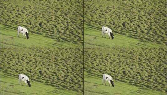 内蒙古呼伦贝尔大草原牛群马群放牧实拍视频高清在线视频素材下载