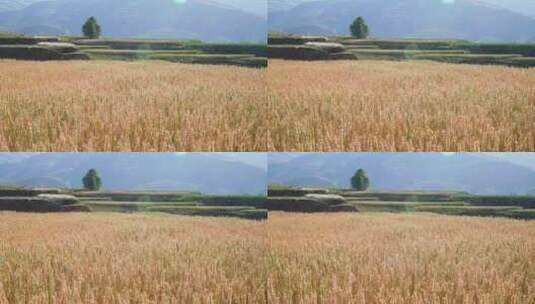 随风摆动的小麦麦田视频高清在线视频素材下载