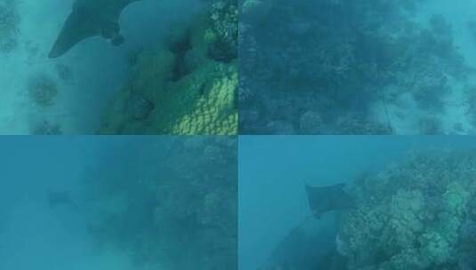 鹰鳐鱼黄貂鱼海鱼海底美景印尼四王岛高清在线视频素材下载