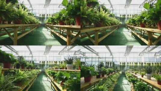 园艺公司农业大棚盆栽植物高清在线视频素材下载