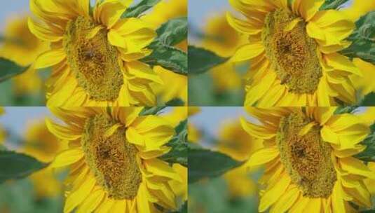 夏天向日葵蜜蜂采蜜高清在线视频素材下载