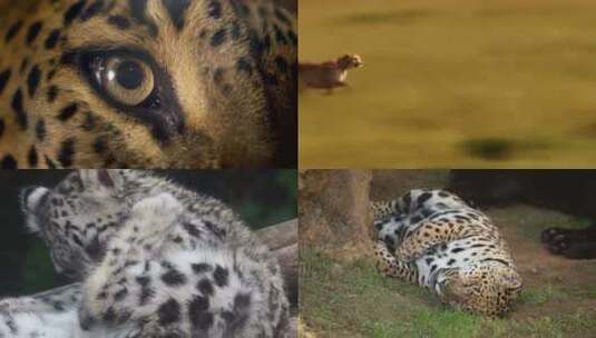 【合集】豹子 豹子狩猎 猫科动物 野生动物高清在线视频素材下载