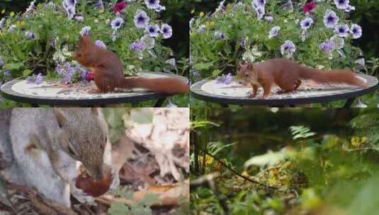 [合集]棕色的松鼠野外松鼠吃松果高清在线视频素材下载