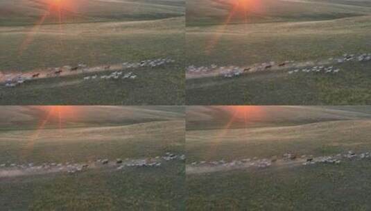 航拍内蒙古草原牛马骆驼羊群高清在线视频素材下载