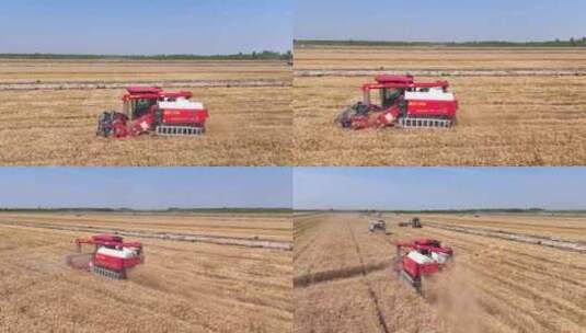 航拍农场夏收小麦 农场机械 现代化农业高清在线视频素材下载
