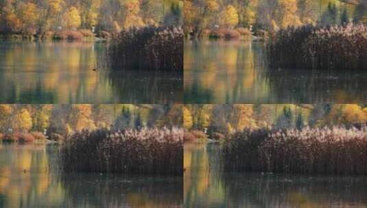 湖，倒影，河岸，森林高清在线视频素材下载