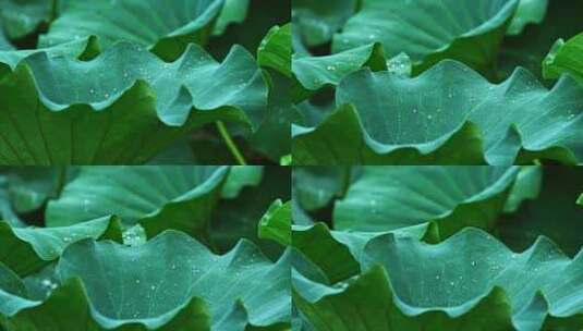 夏季下雨天荷花荷叶雨滴水滴水珠高清在线视频素材下载