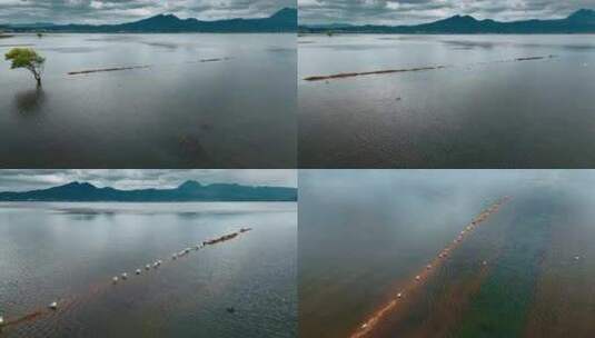 云南高原湖泊风光旅游丽江拉市海清澈湖水高清在线视频素材下载