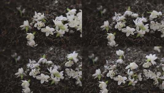 唯美茉莉花与茉莉花茶制作福州茉莉花种植园高清在线视频素材下载