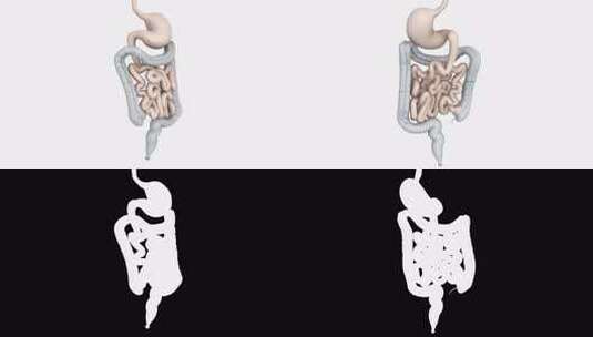 消化模型高清在线视频素材下载