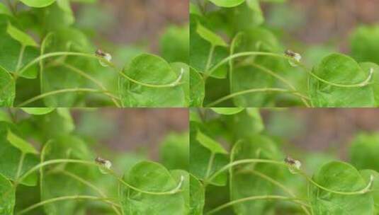 绿植上的昆虫实拍高清在线视频素材下载