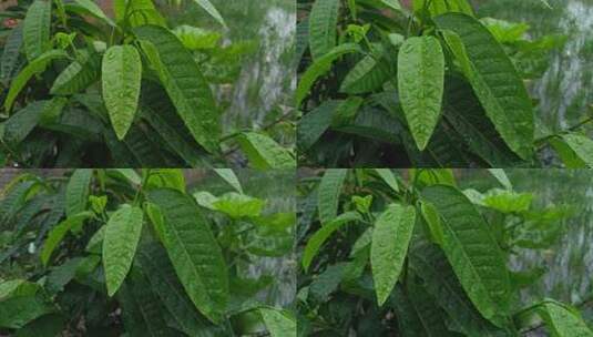 雨中的植物高清在线视频素材下载