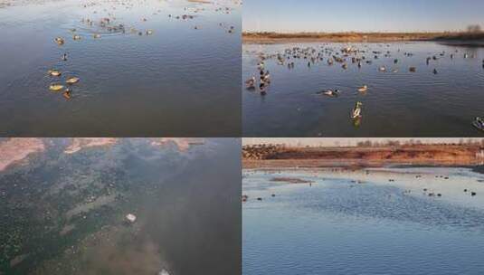 白鹭 野鸭 湖泊 湿地 保护环境 栖息地高清在线视频素材下载