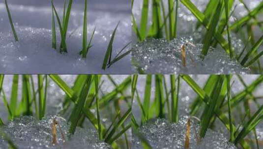 冰雪融化 植物苏醒 万物复苏高清在线视频素材下载