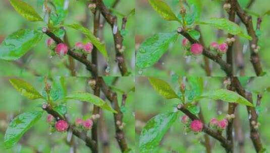 春雷阵雨击打芍药花的绿叶与含苞待放的花蕾高清在线视频素材下载