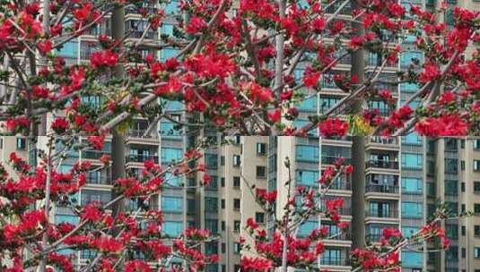 盛开的木棉花特写高清在线视频素材下载